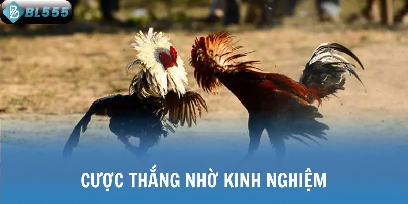 Cược thắng nhờ kinh nghiệm
