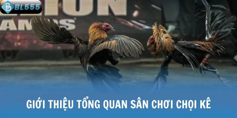 Giới thiệu tổng quan sân chơi chọi kê