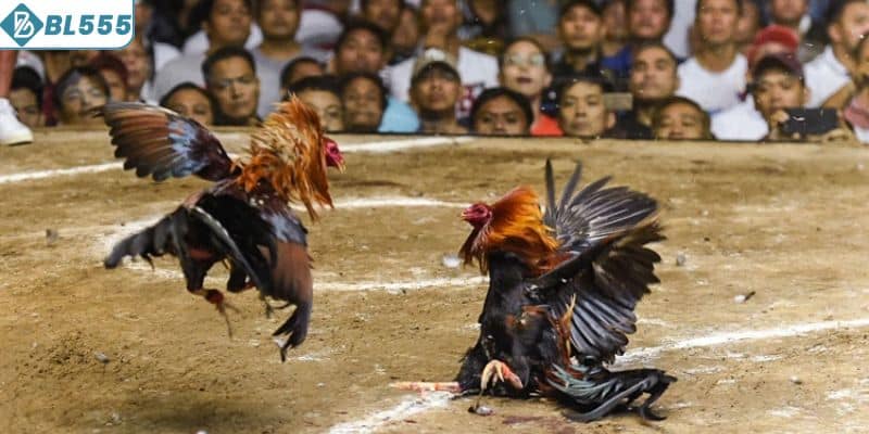 Các sai lầm trong cách nuôi gà đá chân mạnh