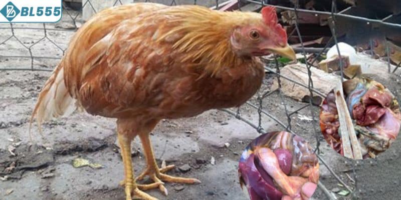 Các thuốc đặc trị đường ruột cho gà