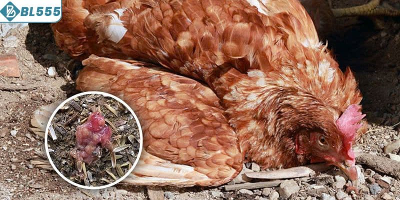 Cách dùng thuốc trị đường ruột cho chiến kê