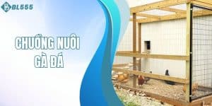 Chuồng nuôi gà đá