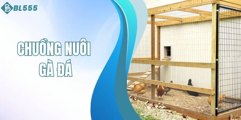 Chuồng nuôi gà đá