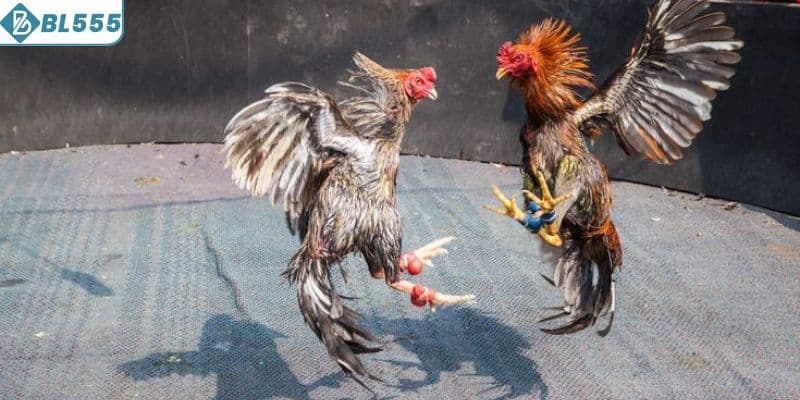 Hướng dẫn chọn giống chiến kê