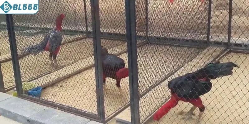 Hướng dẫn vệ sinh chuồng nuôi gà