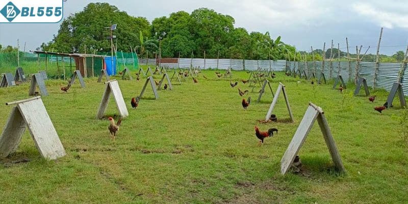 Kiểu chuồng gà phổ biến hiện nay