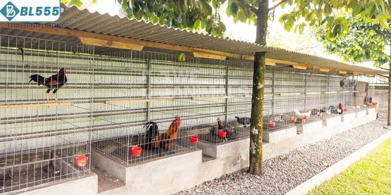 Yêu cầu khi xây dựng chuồng nuôi gà đá